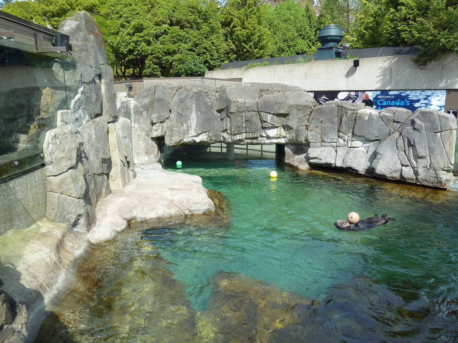 Sea Otter Exhibit #1