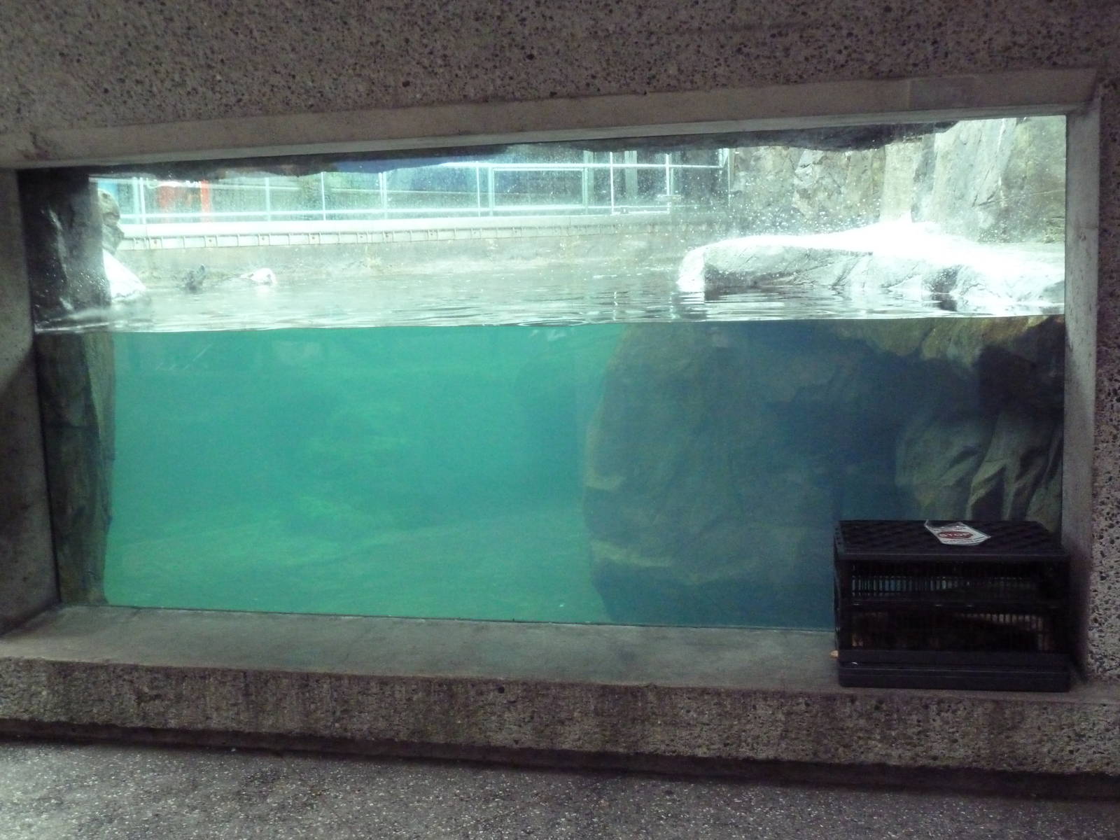 Sea Otter Exhibit #1