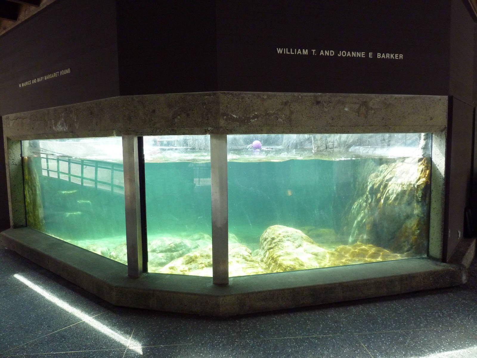 Sea Otter Exhibit #2 - Underwater Viewing