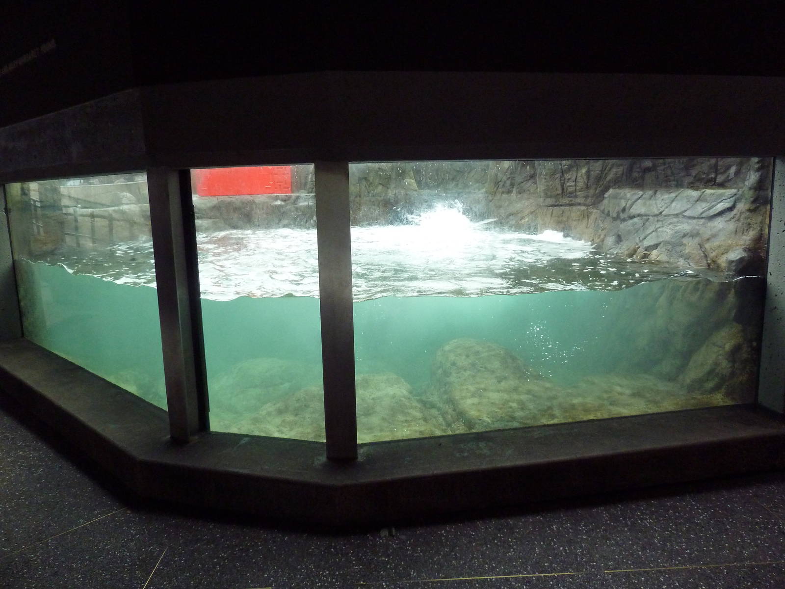 Sea Otter Exhibit #2