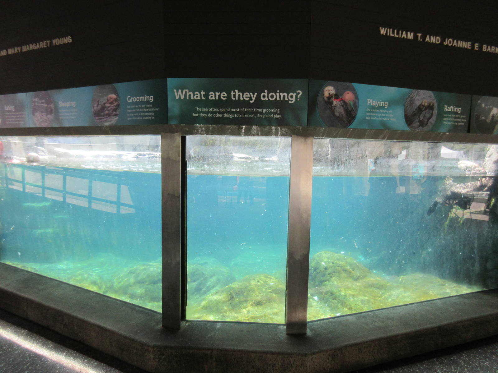 Sea Otter Exhibit #2