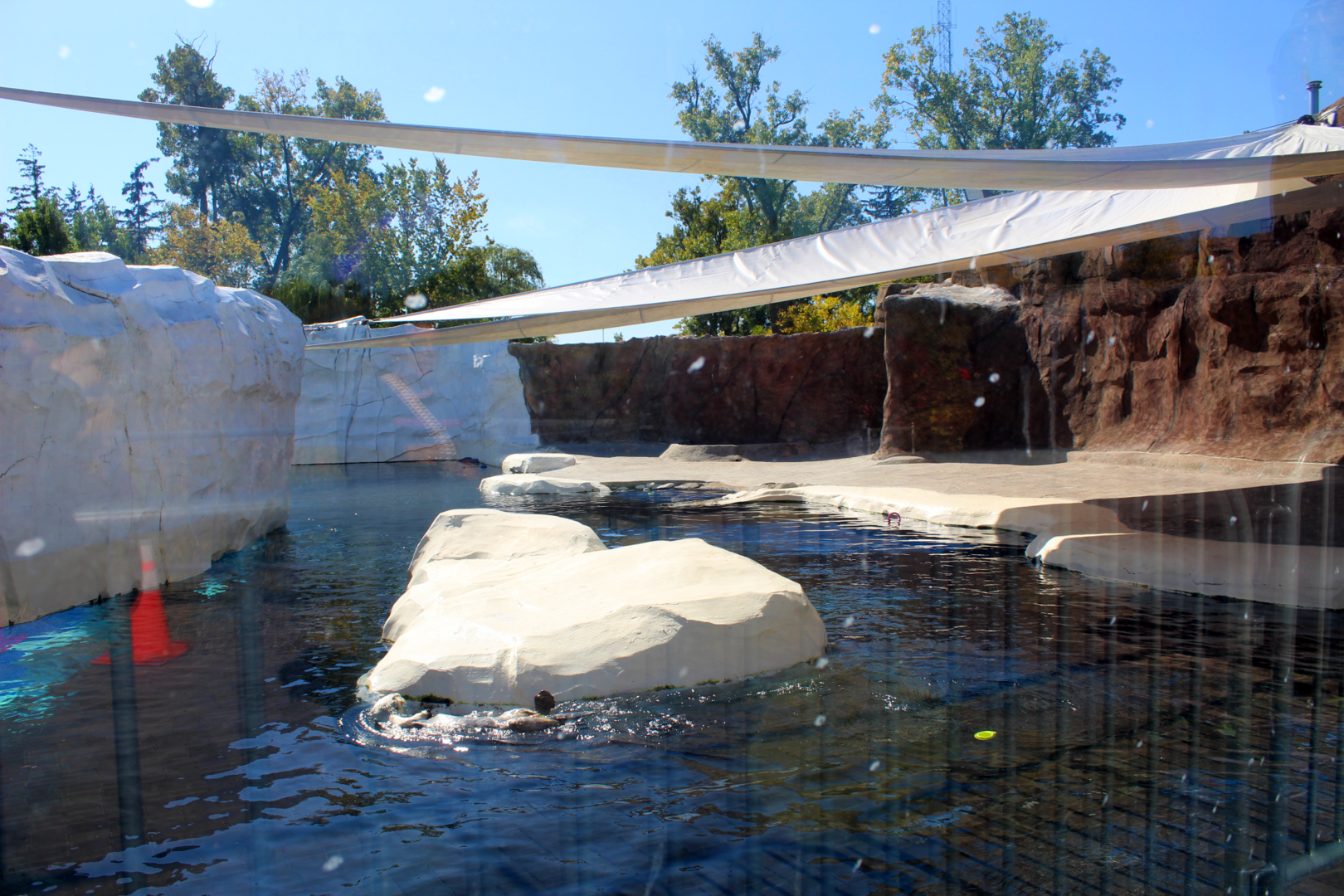 Sea Otter Exhibit - Arctic Ring of Life