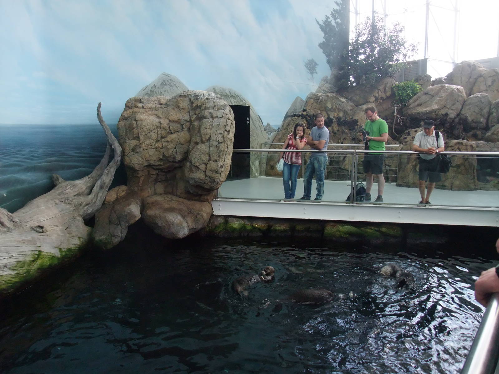 Sea Otter Exhibit at Lisbon Oceanarium, 25/05/11