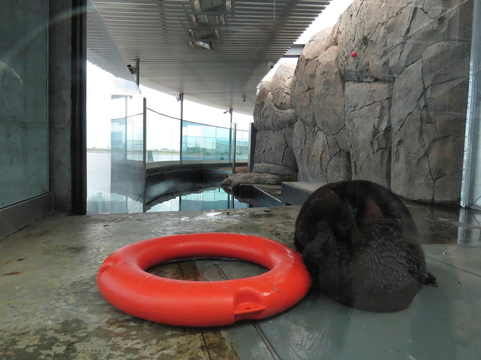 Sea otter exhibit, June 2015.