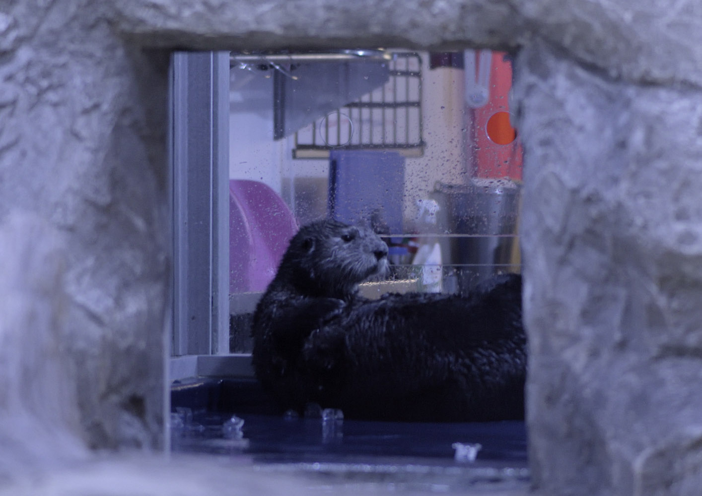 Sea otter exhibit - otter in off-show area