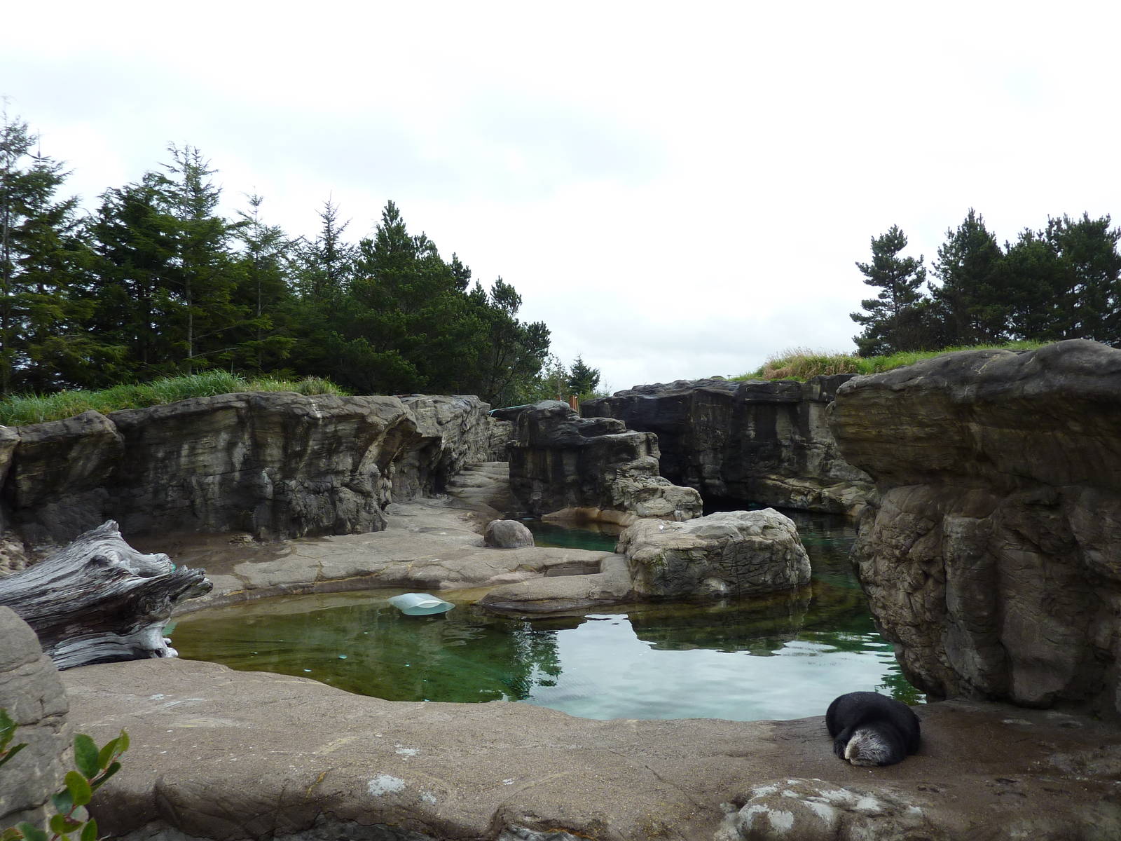Sea Otter Exhibit - Southern + Northern Otters