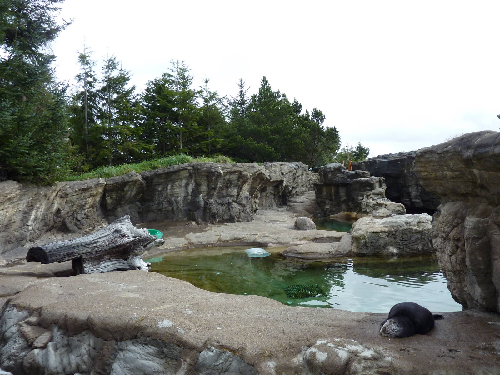 Sea Otter Exhibit - Southern + Northern Otters