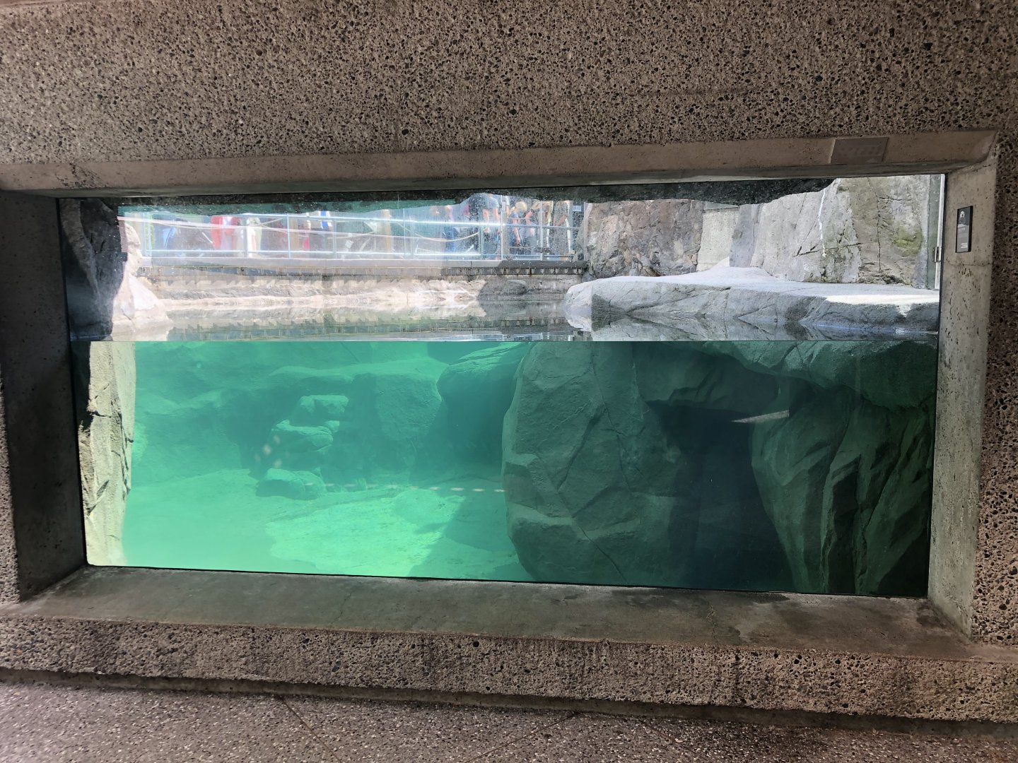 Sea Otter Exhibit Underwater View