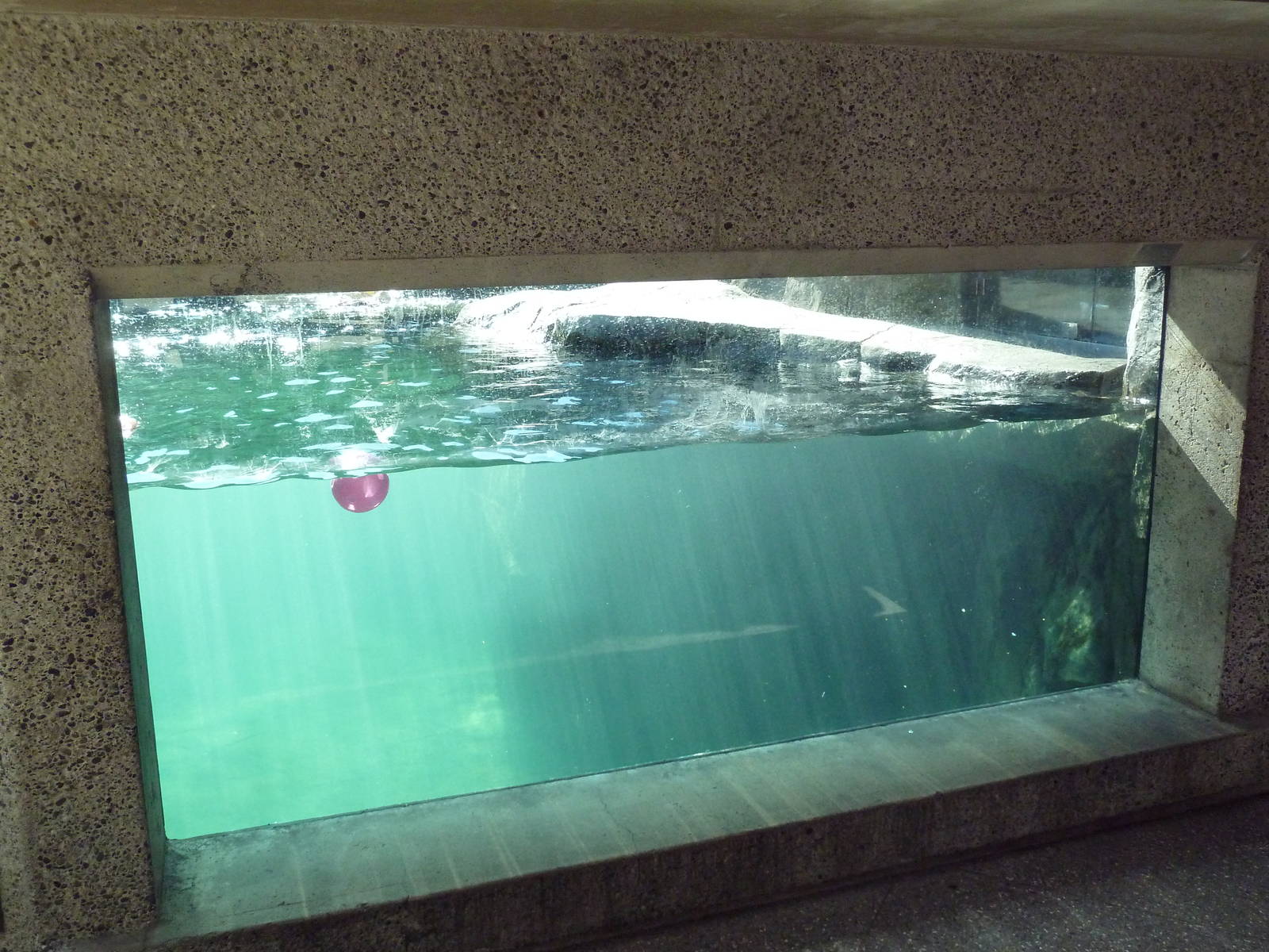 Sea Otter Exhibit - Underwater Viewing Area