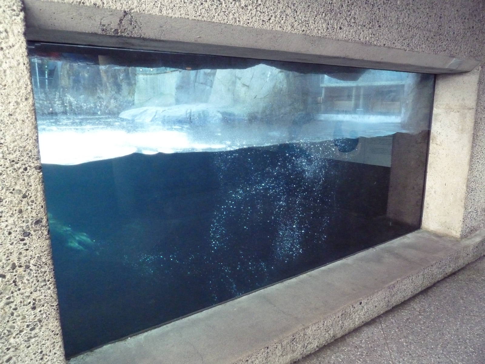 Sea Otter Exhibit - Underwater Viewing