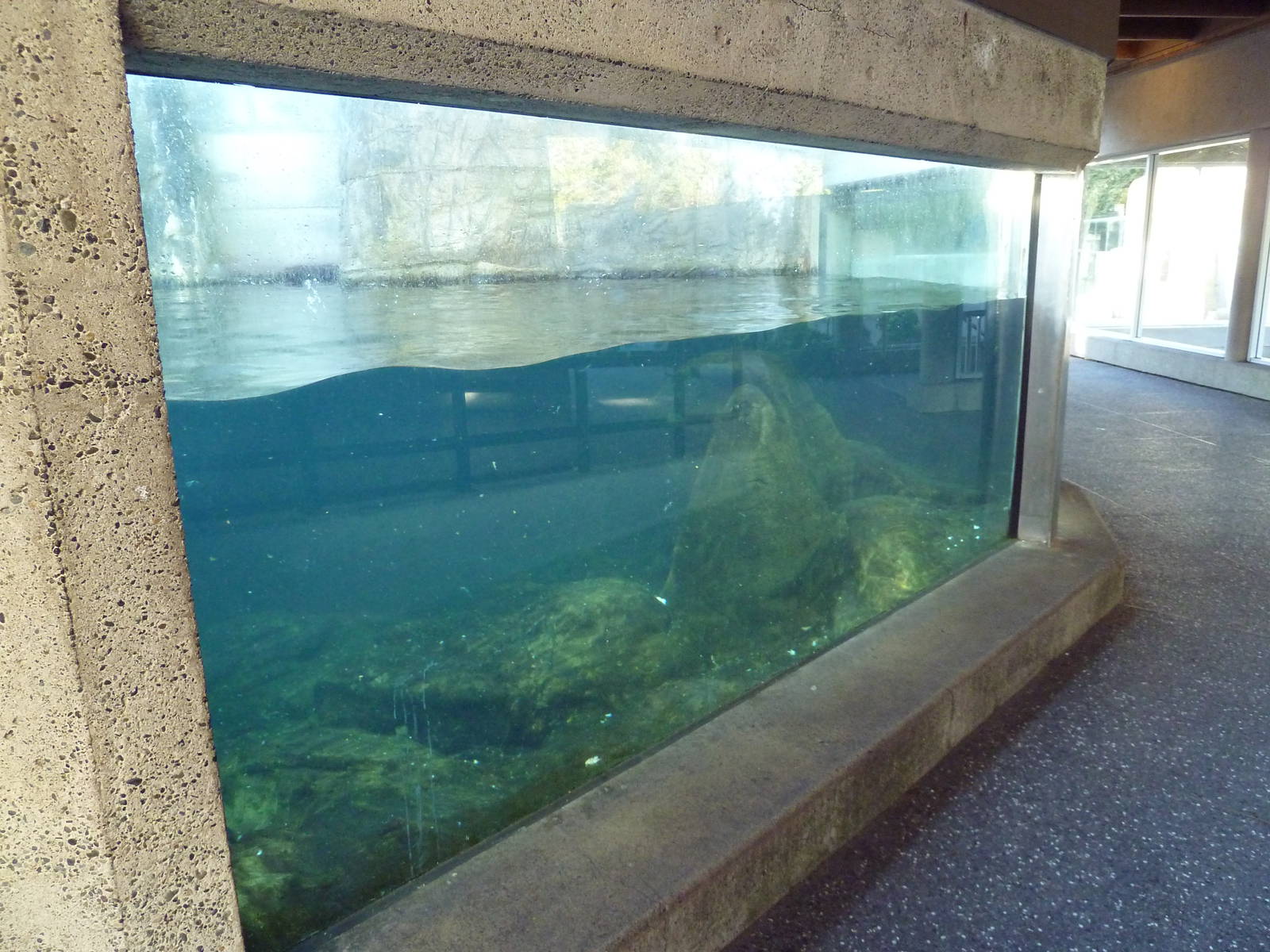 Sea Otter Exhibit - Underwater Viewing