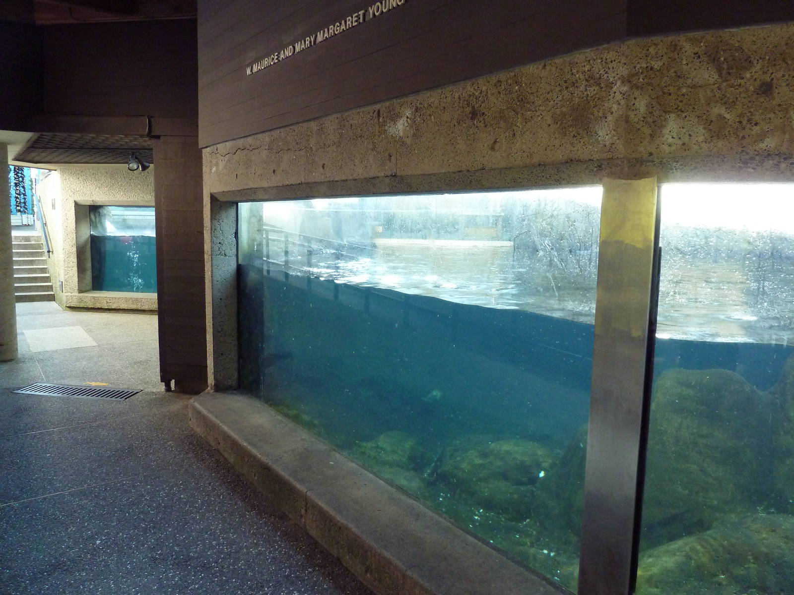 Sea Otter Exhibit - Underwater Viewing