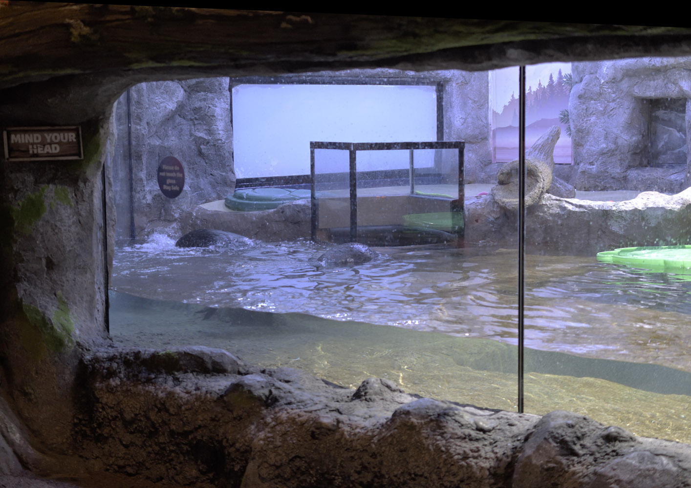 Sea otter exhibit - view from 1st window