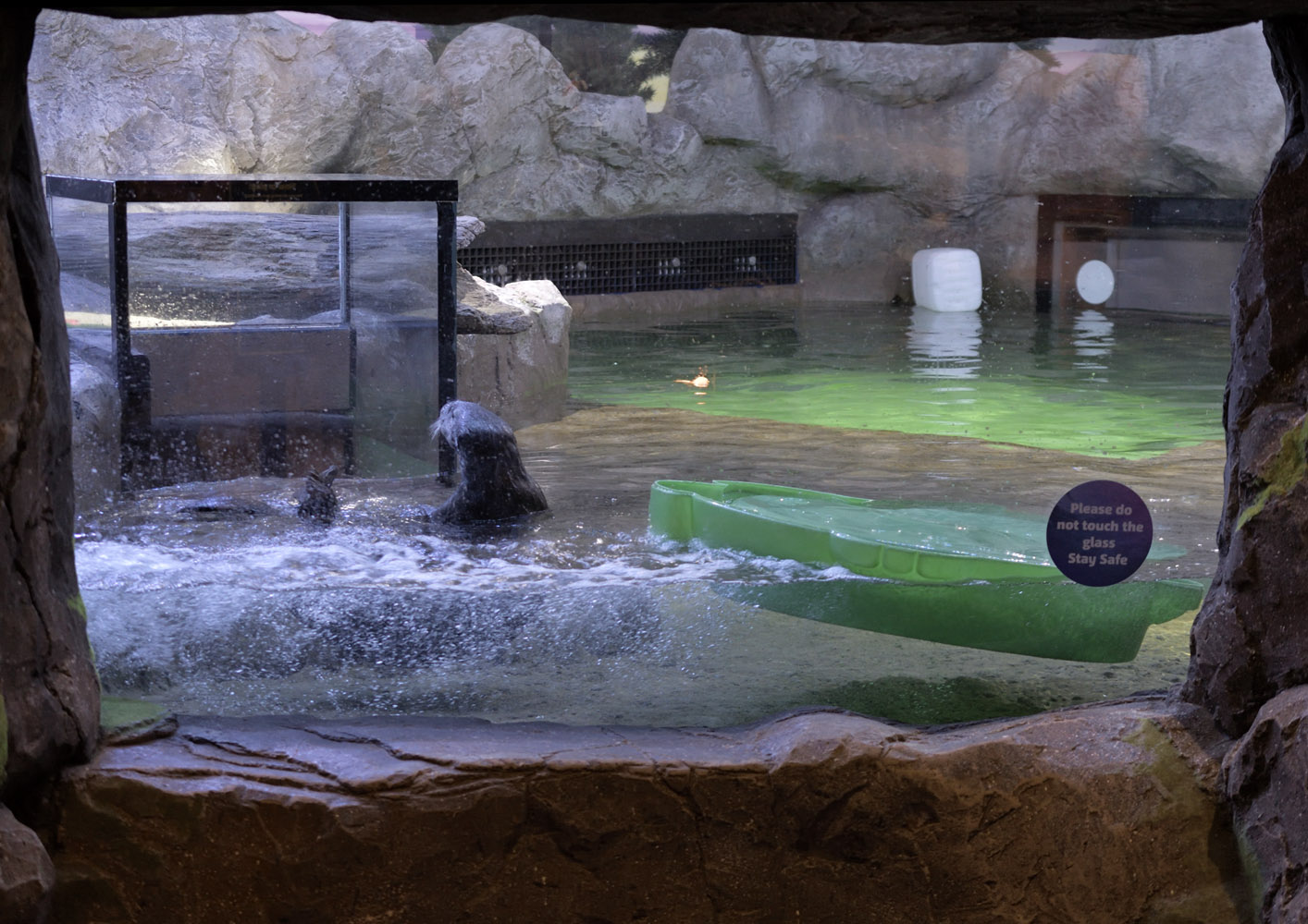 Sea otter exhibit - view from 2nd window