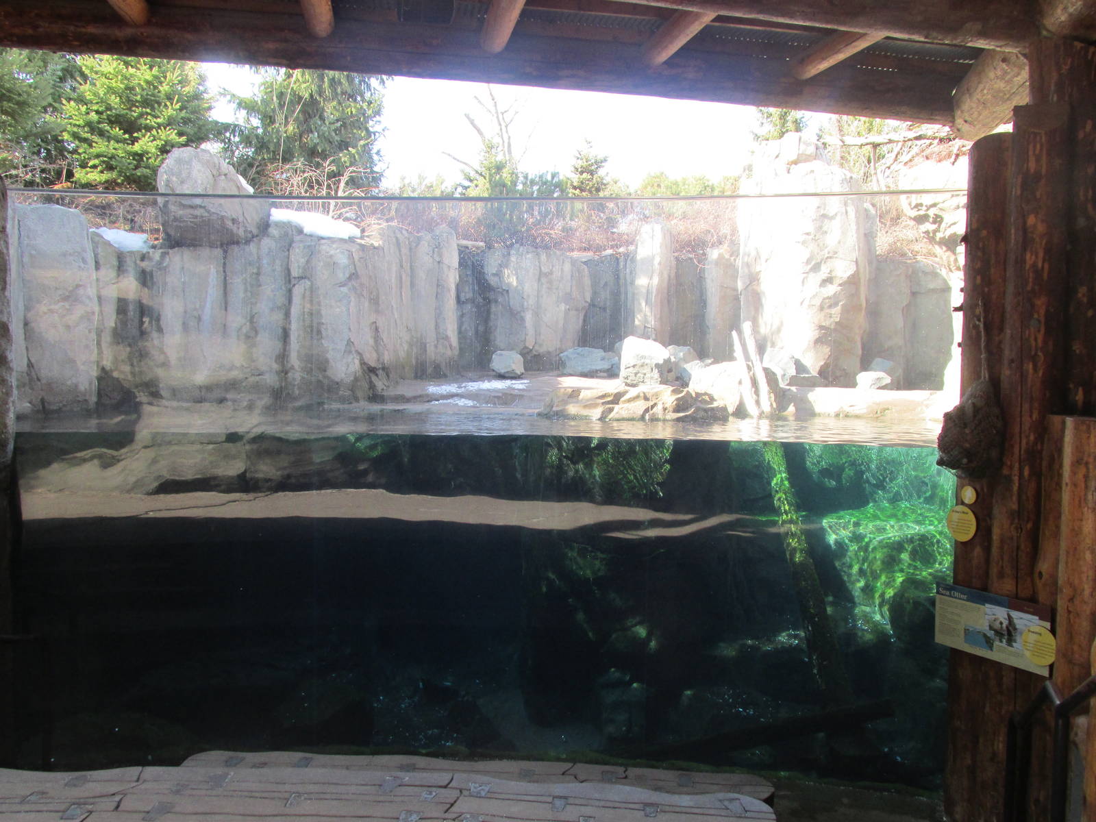 Sea Otter Exhibit Viewing 2