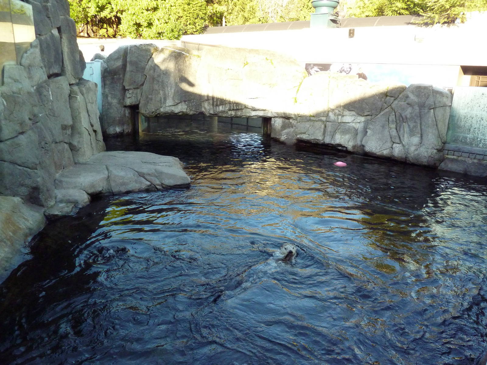 Sea Otter Exhibit
