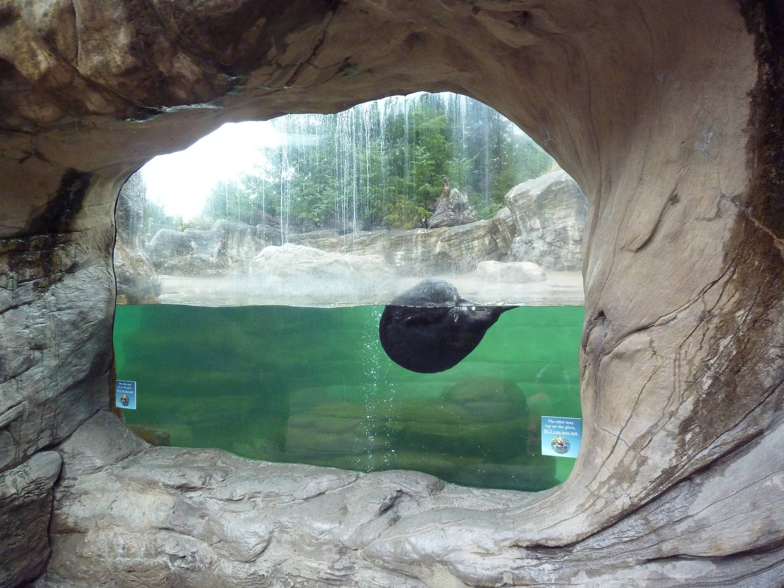 Sea Otter Exhibit