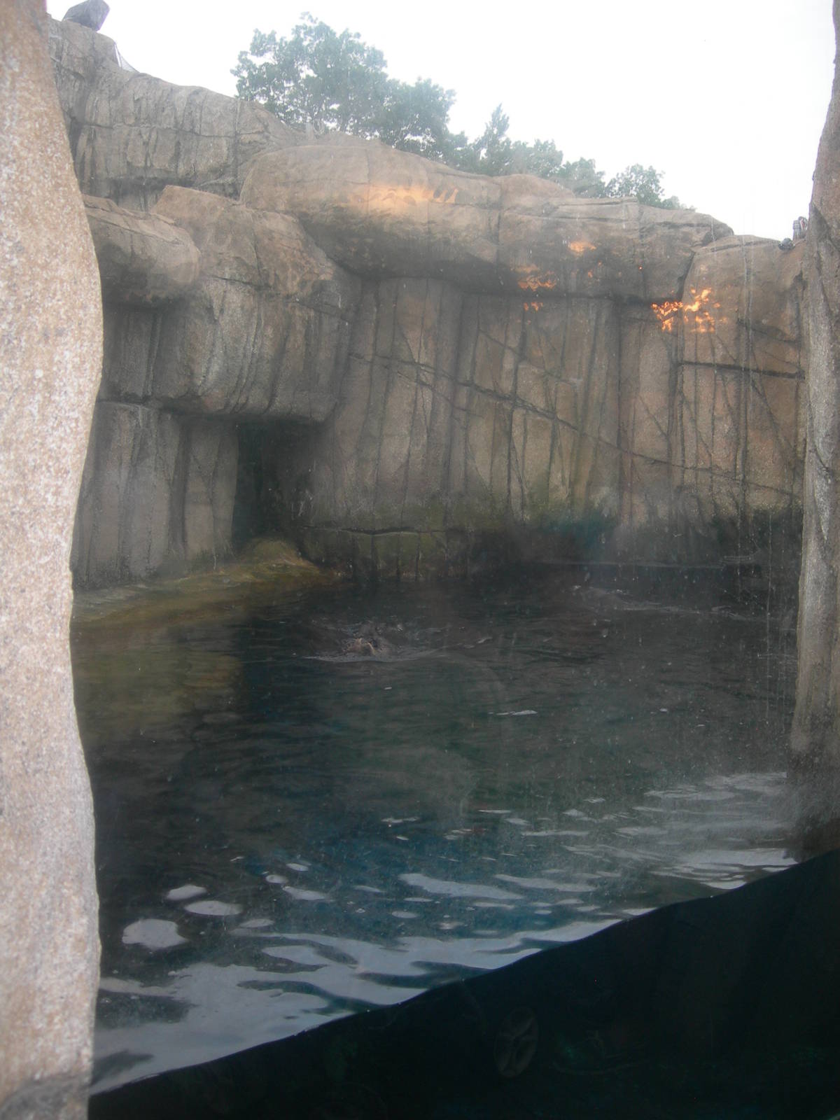Sea otter Exhibit