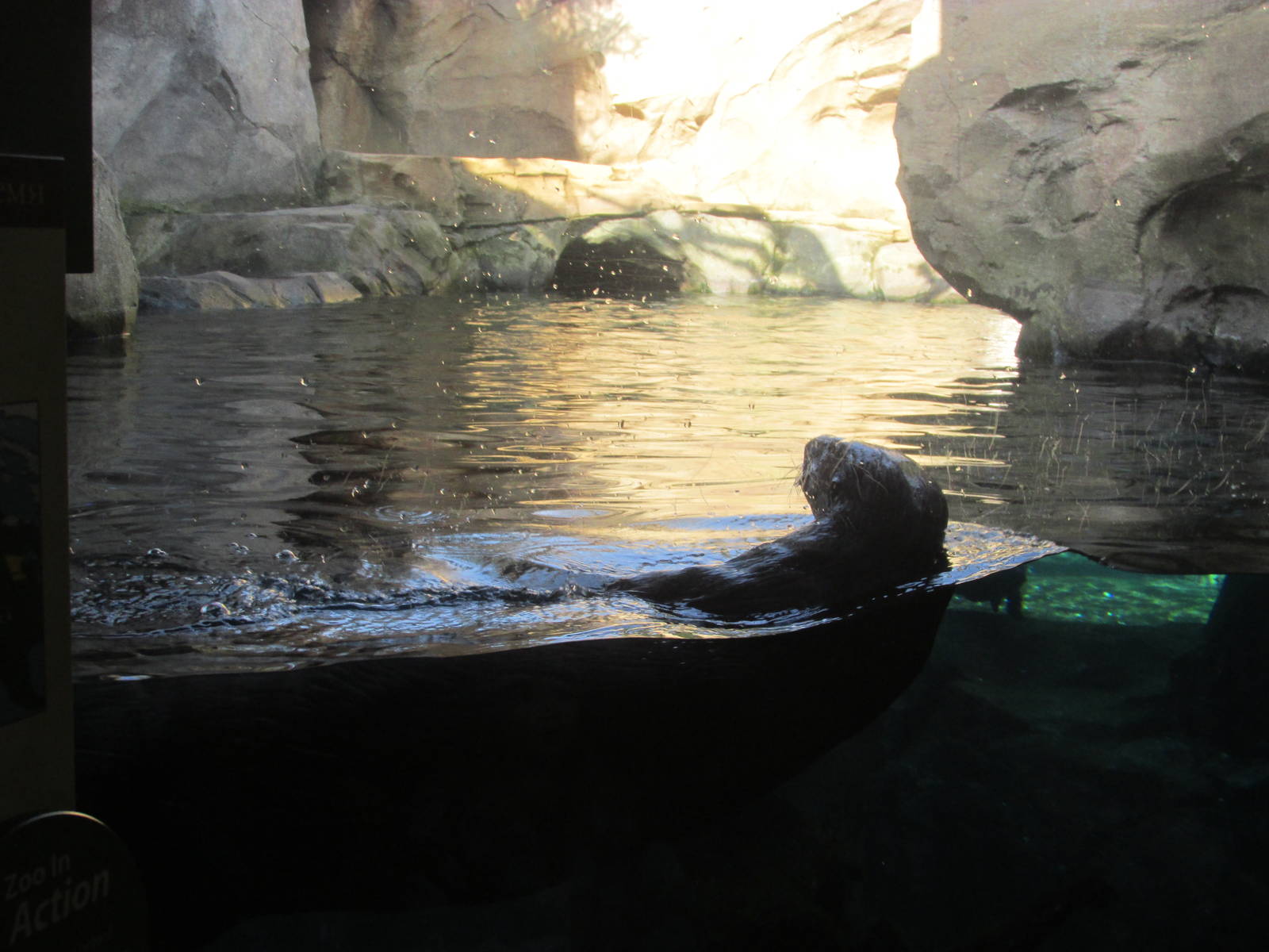 Sea Otter Exhibit