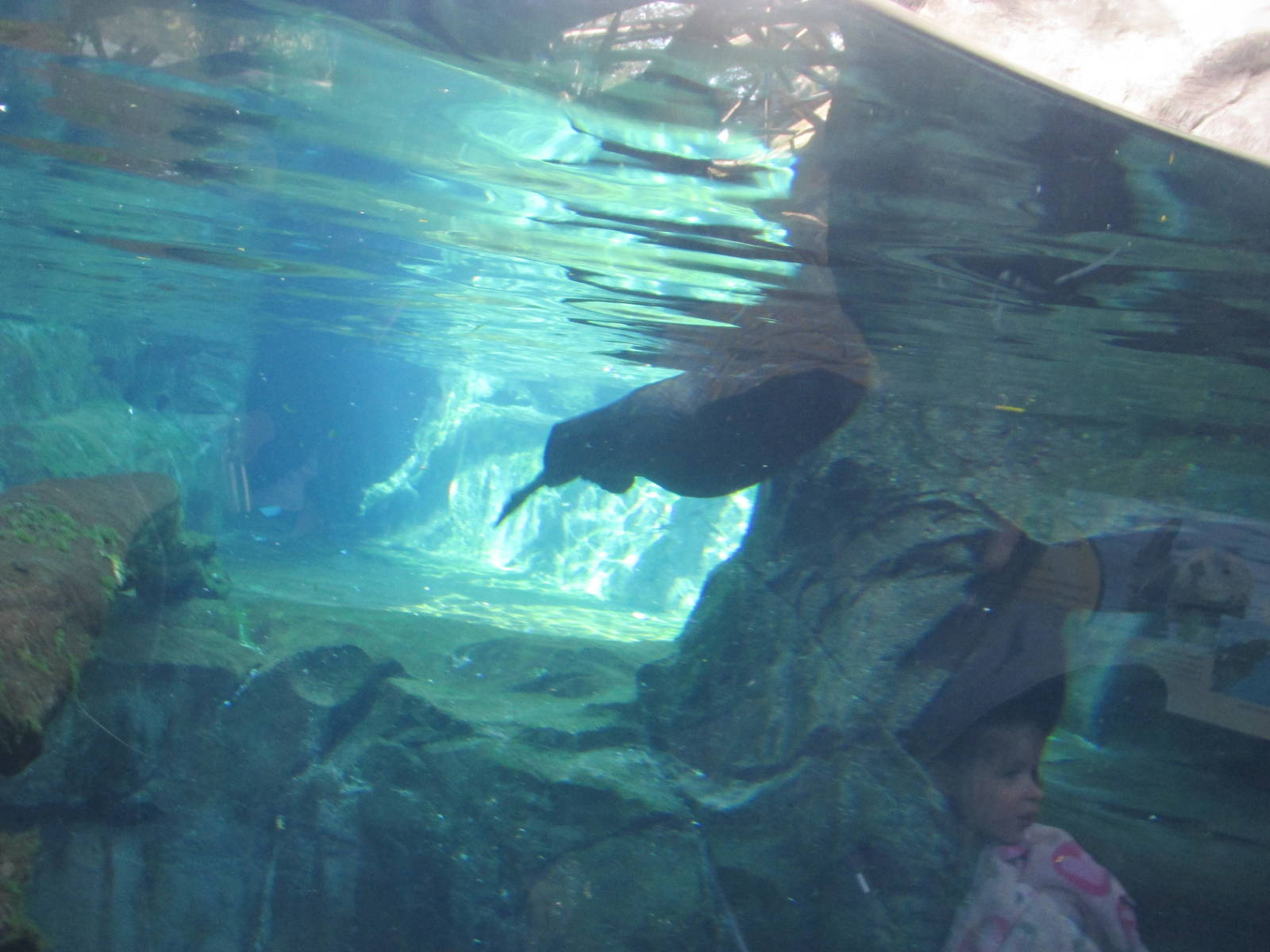 Sea Otter Exhibit