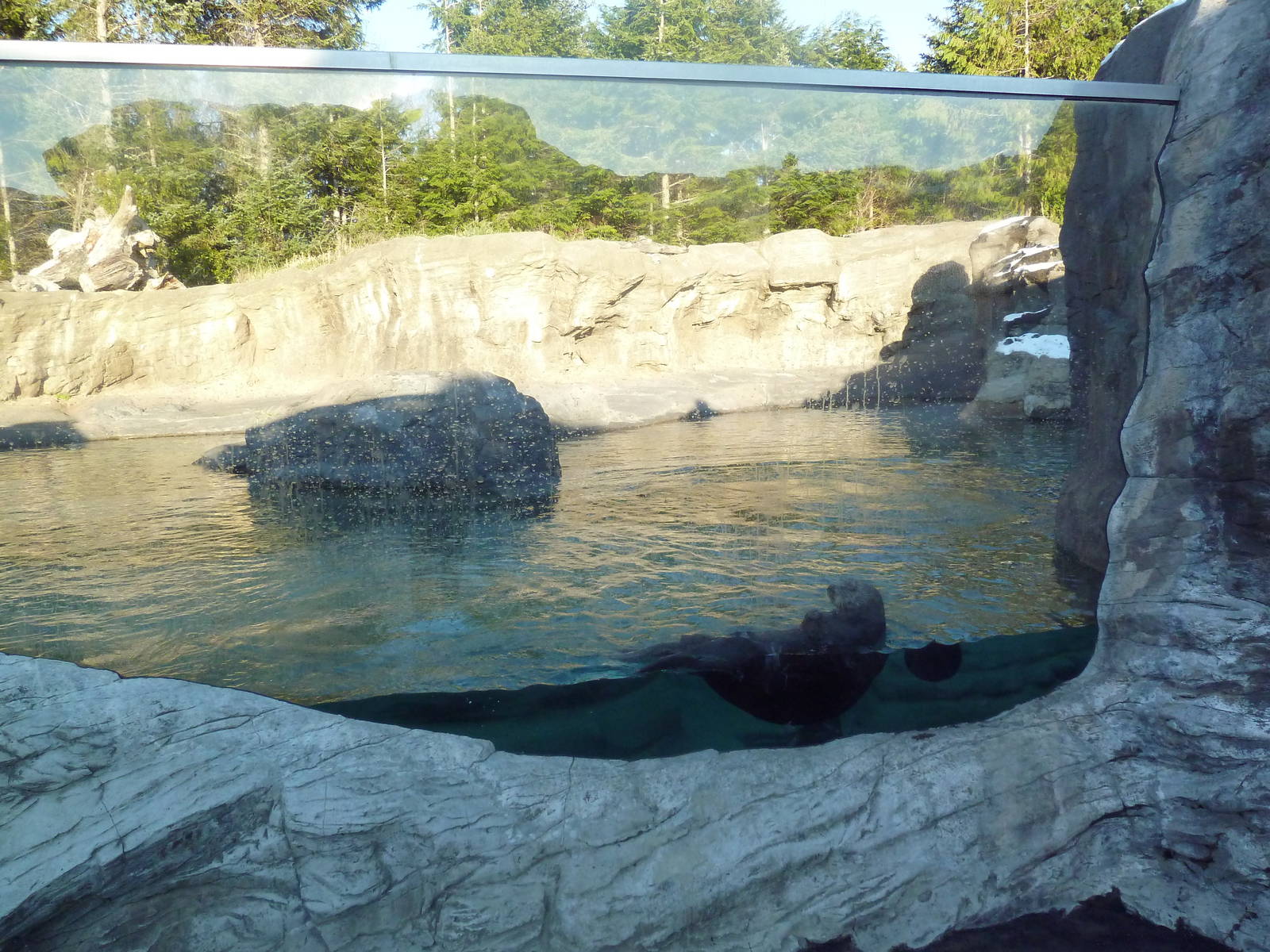 Sea Otter Exhibit