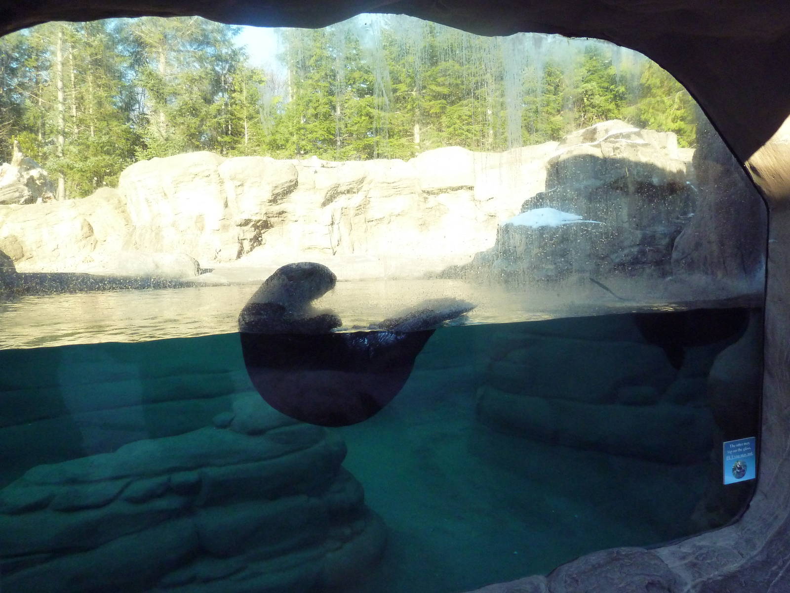 Sea Otter Exhibit