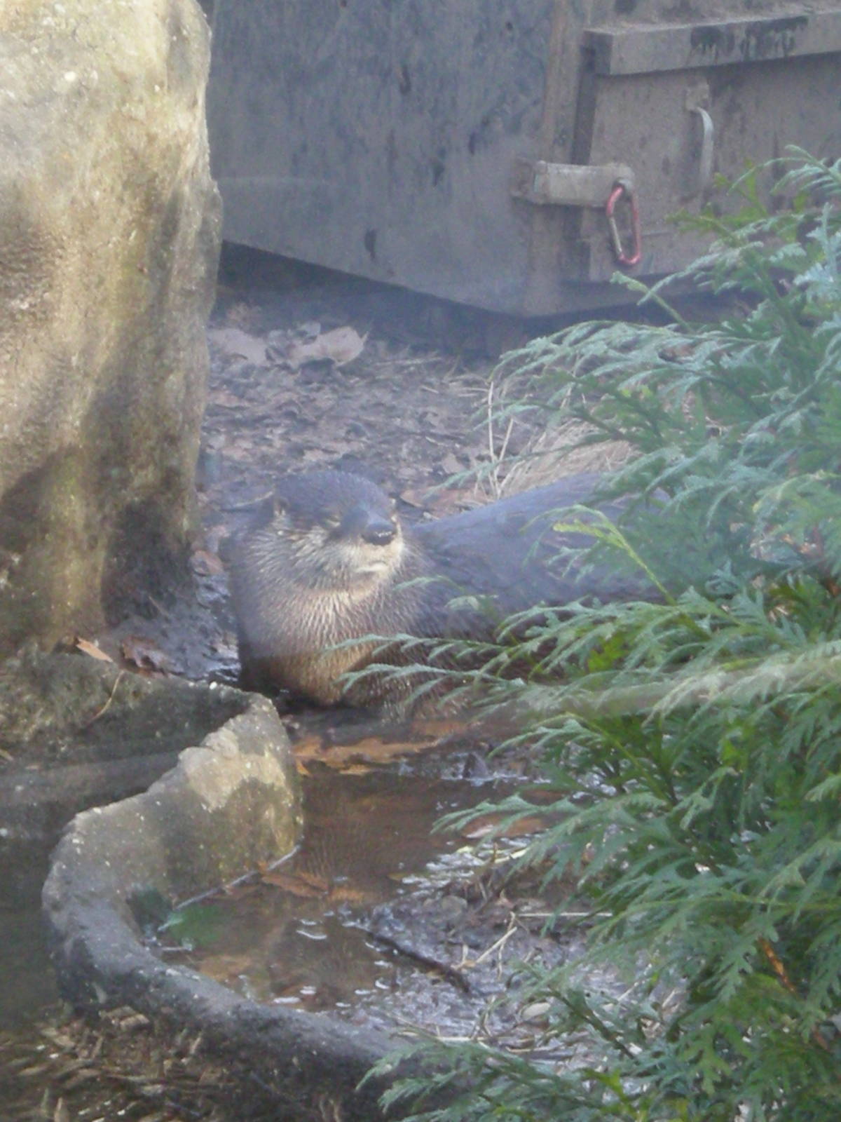Sea Otter Exhibit