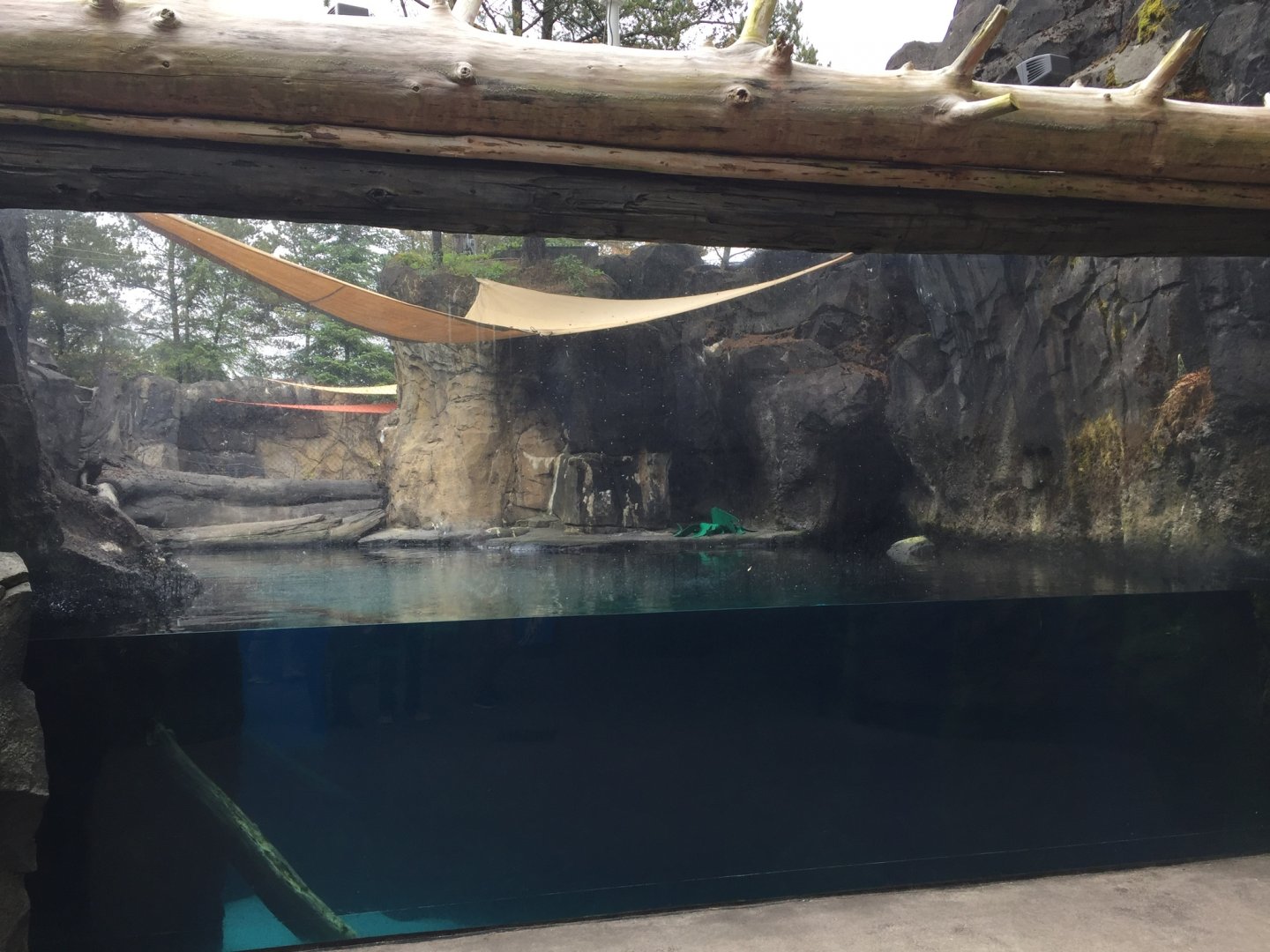Sea Otter Exhibit
