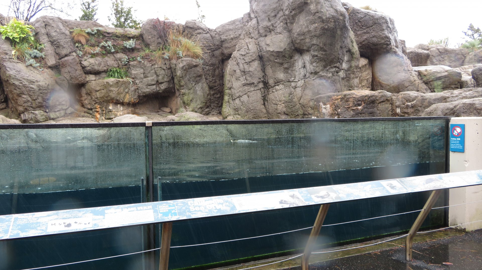 Sea Otter Exhibit