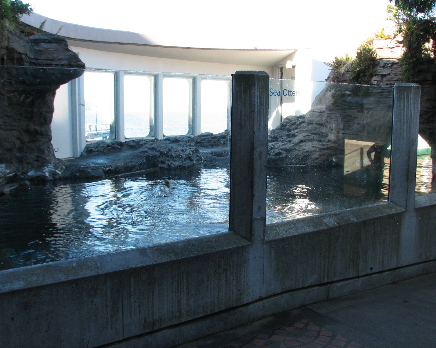 Sea Otter Exhibit