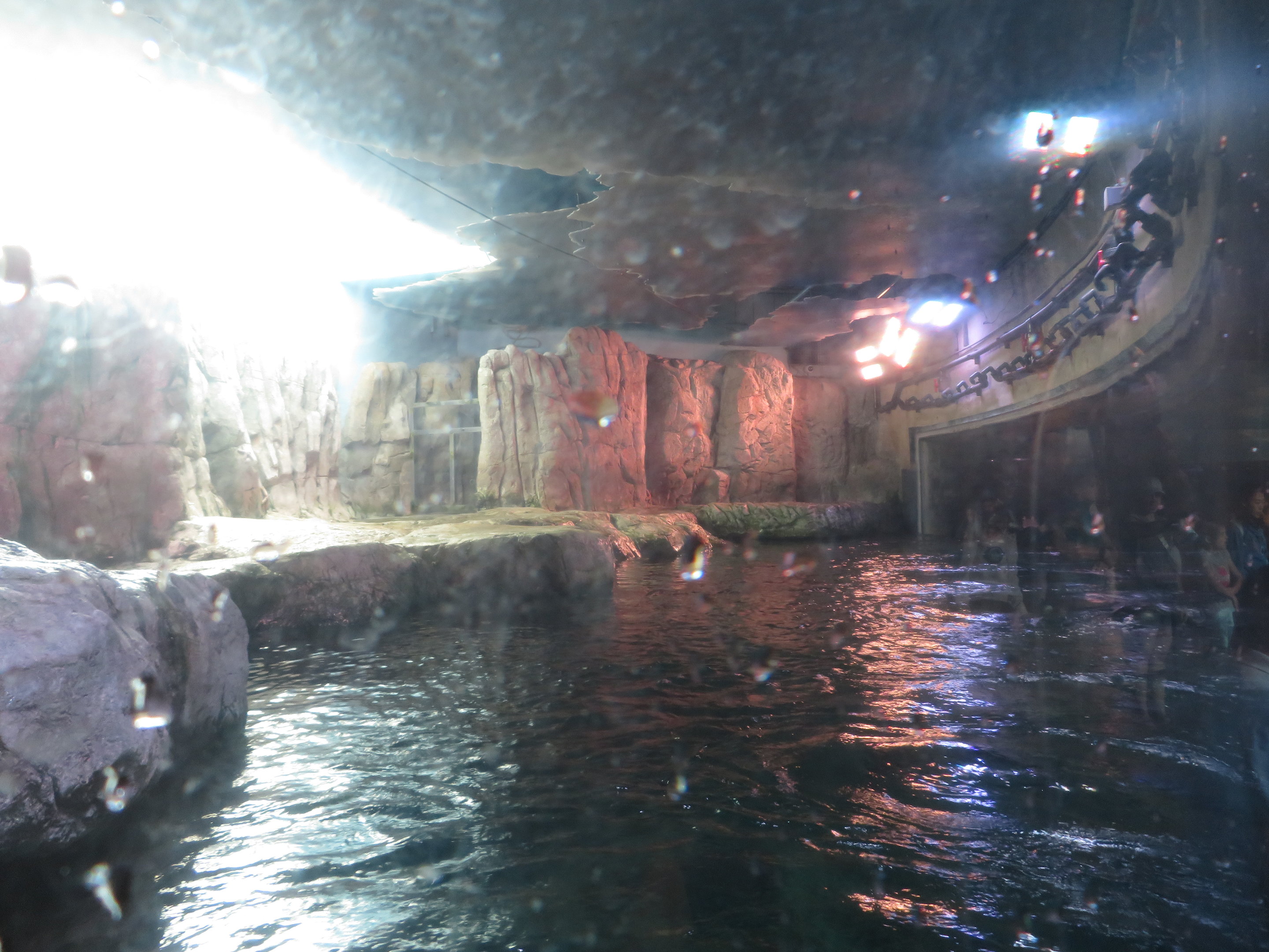Sea Otter Exhibit