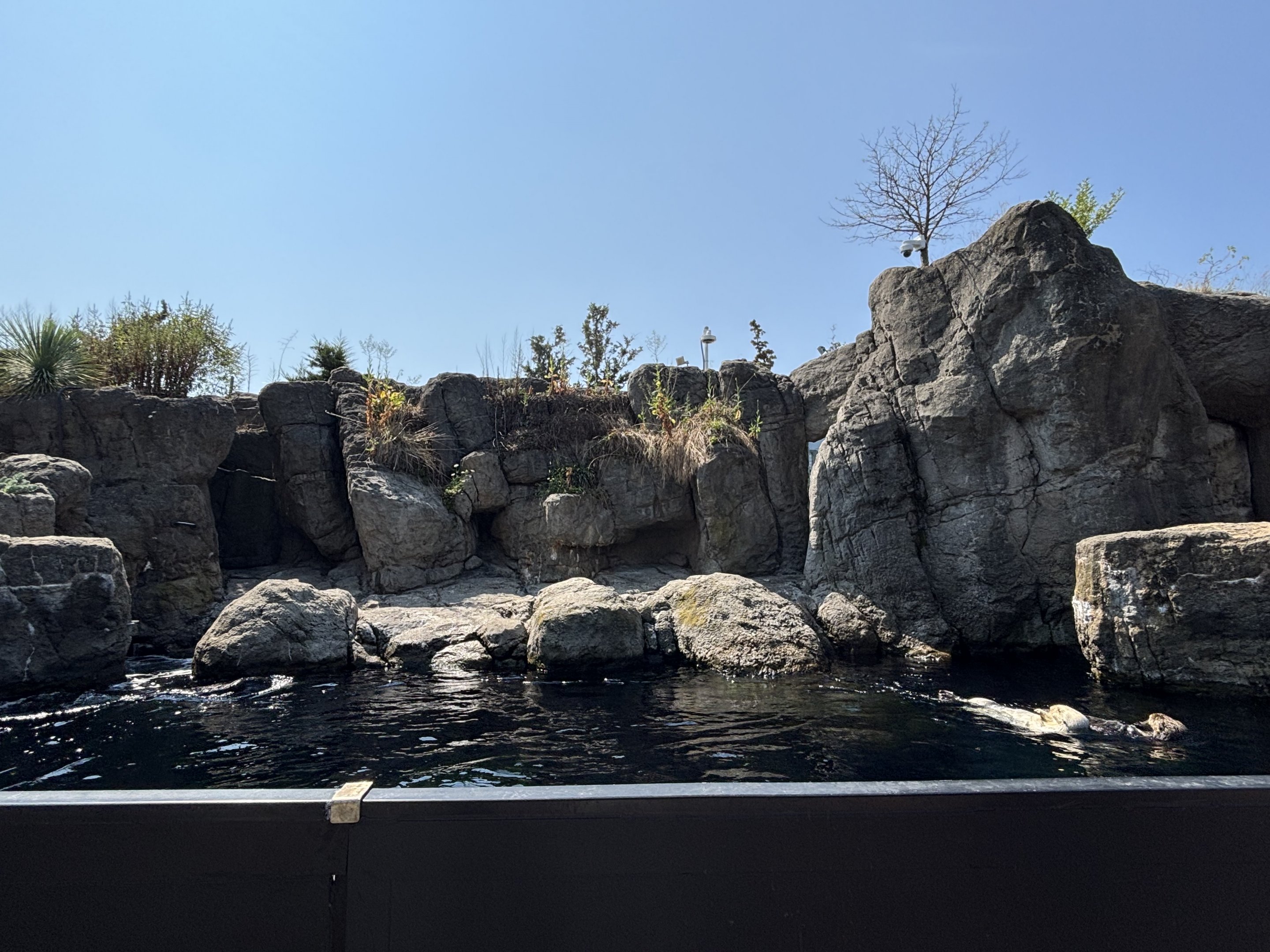 Sea Otter Exhibit