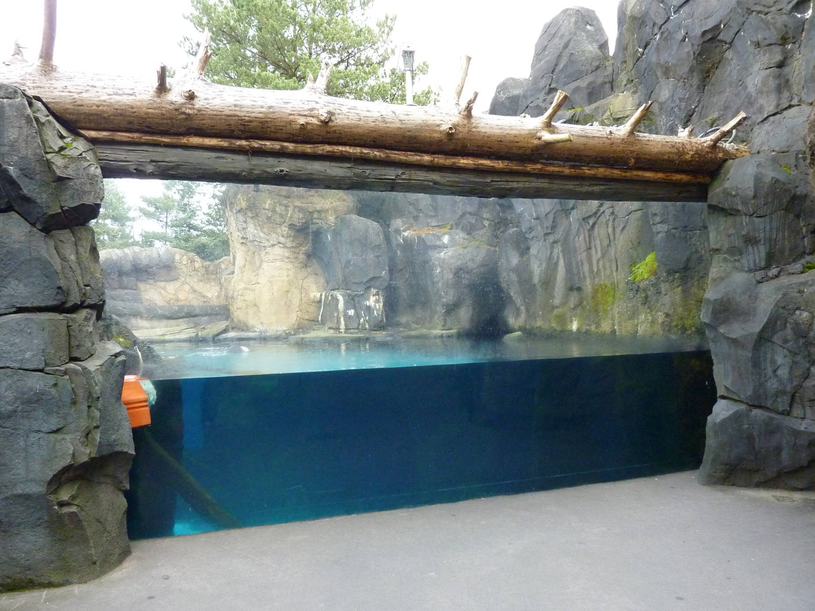 Sea Otter Exhibit