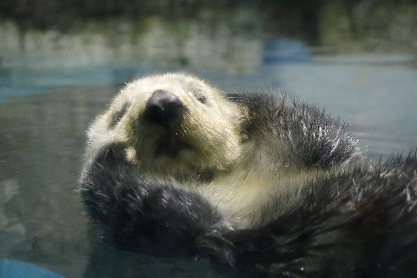 Sea otter, February 2016