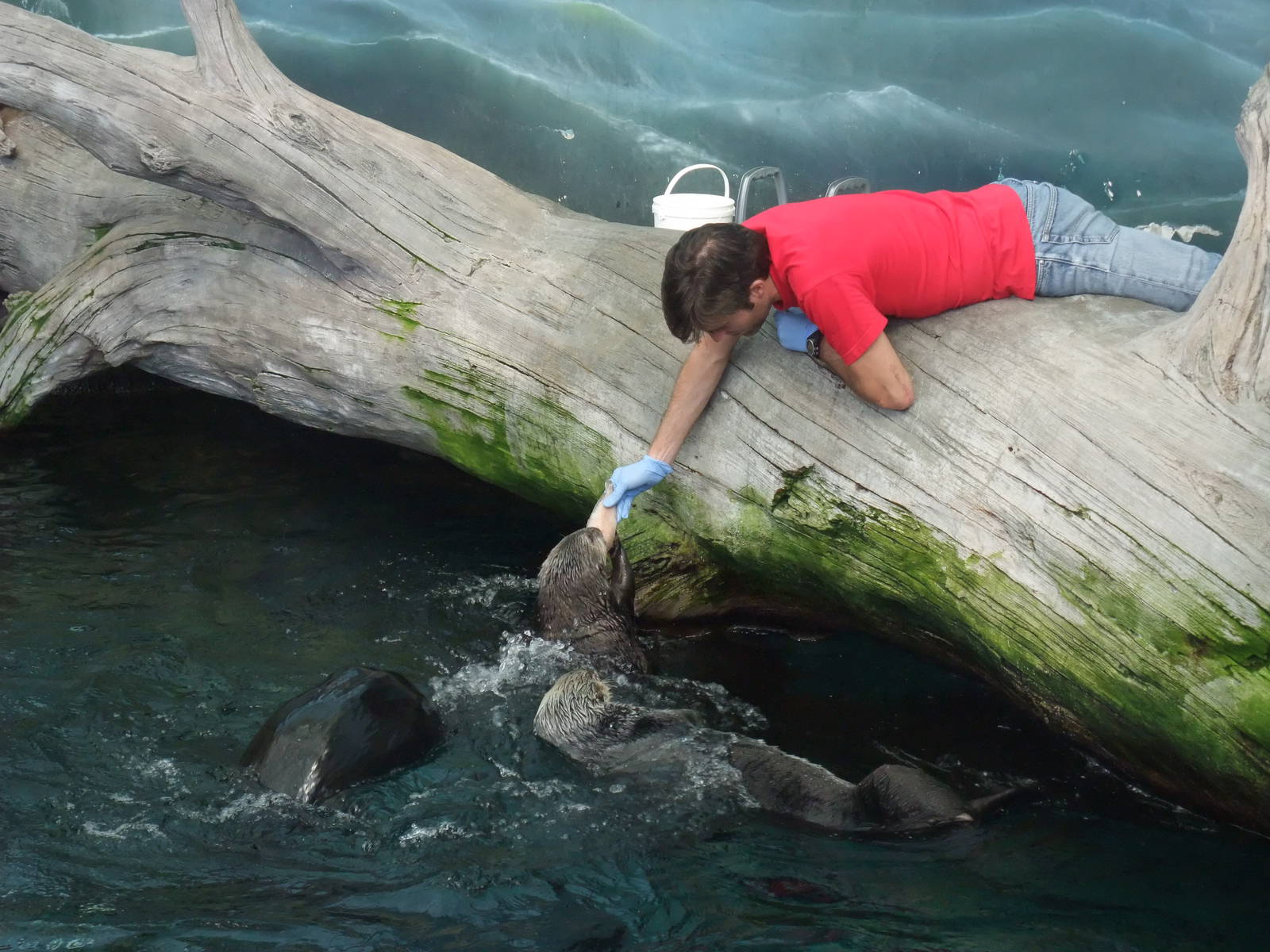 Sea Otter Feeding at Lisbon Oceanarium, 25/05/11
