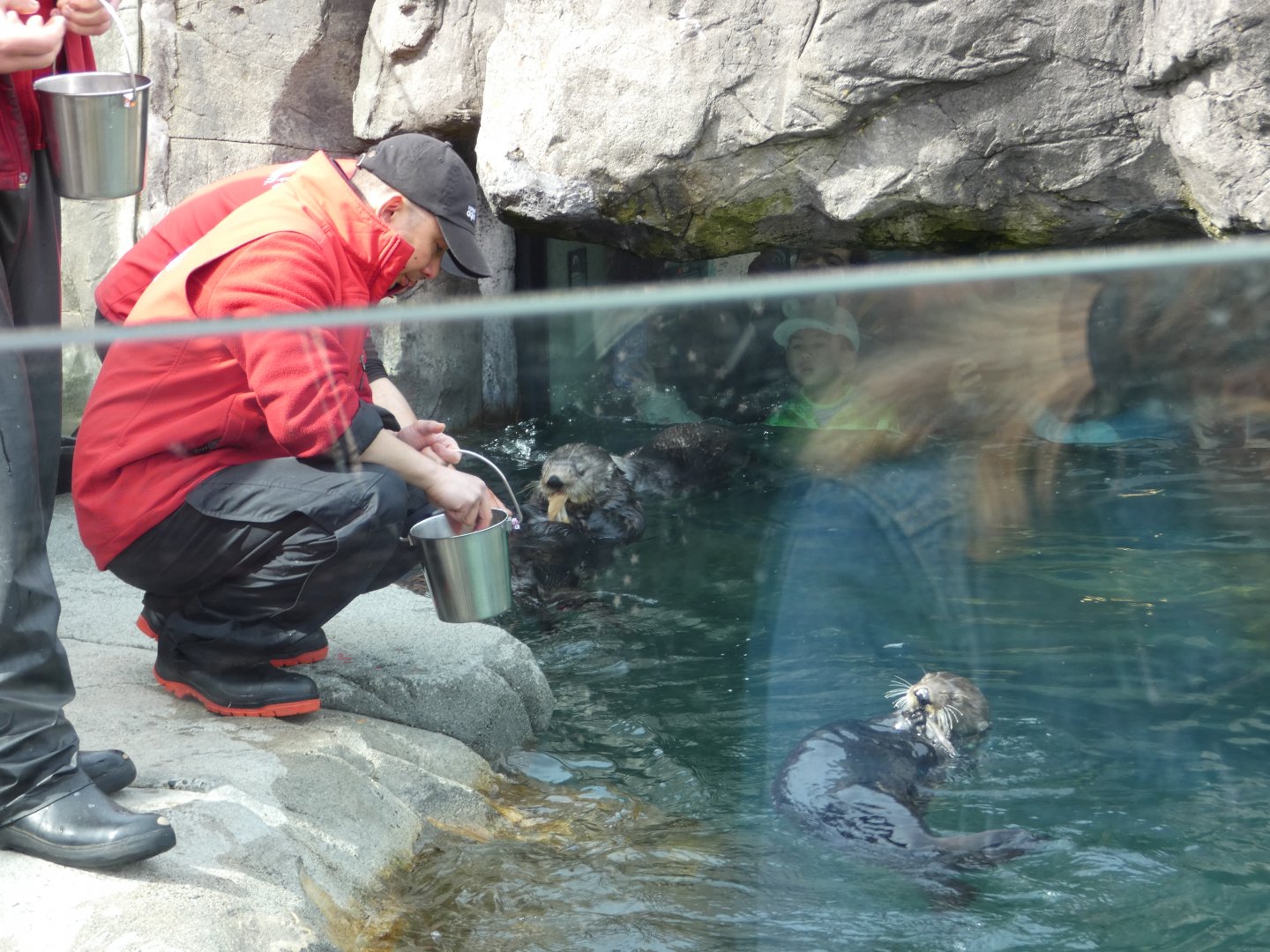 Sea otter feeding