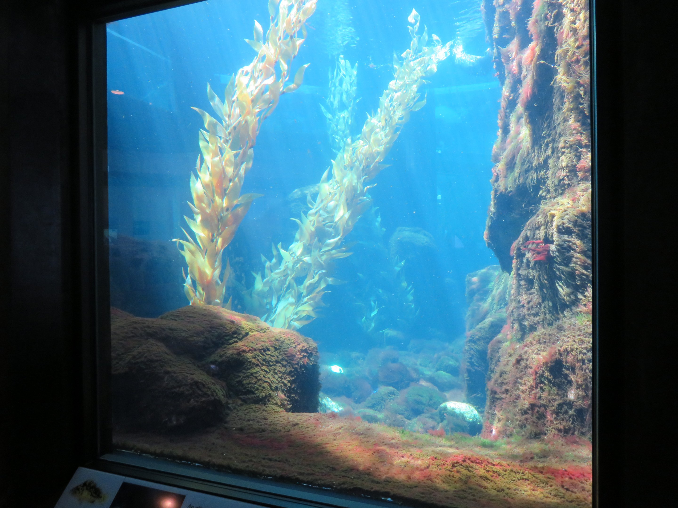 Sea Otter & Fish Tank