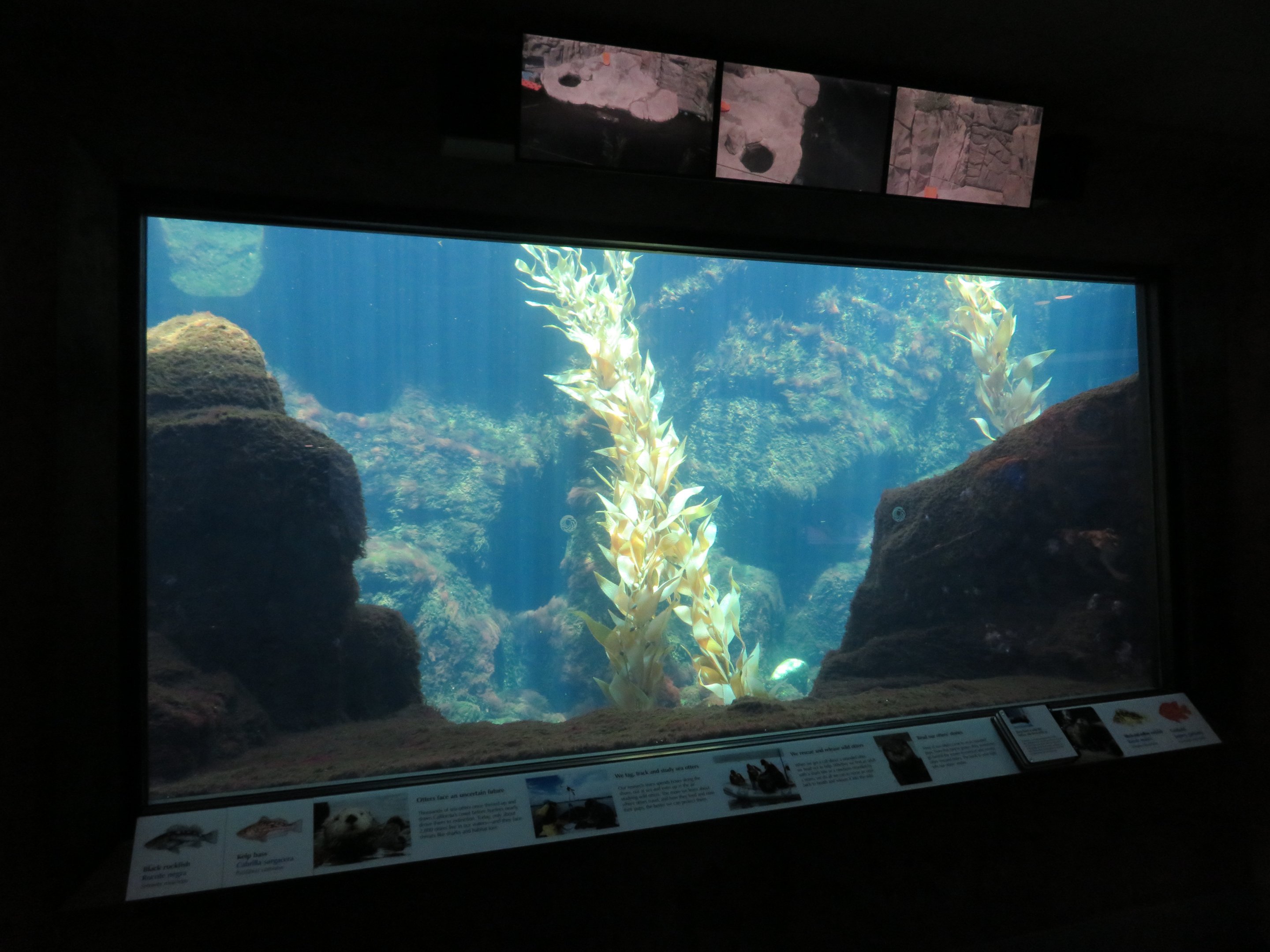 Sea Otter & Fish Tank