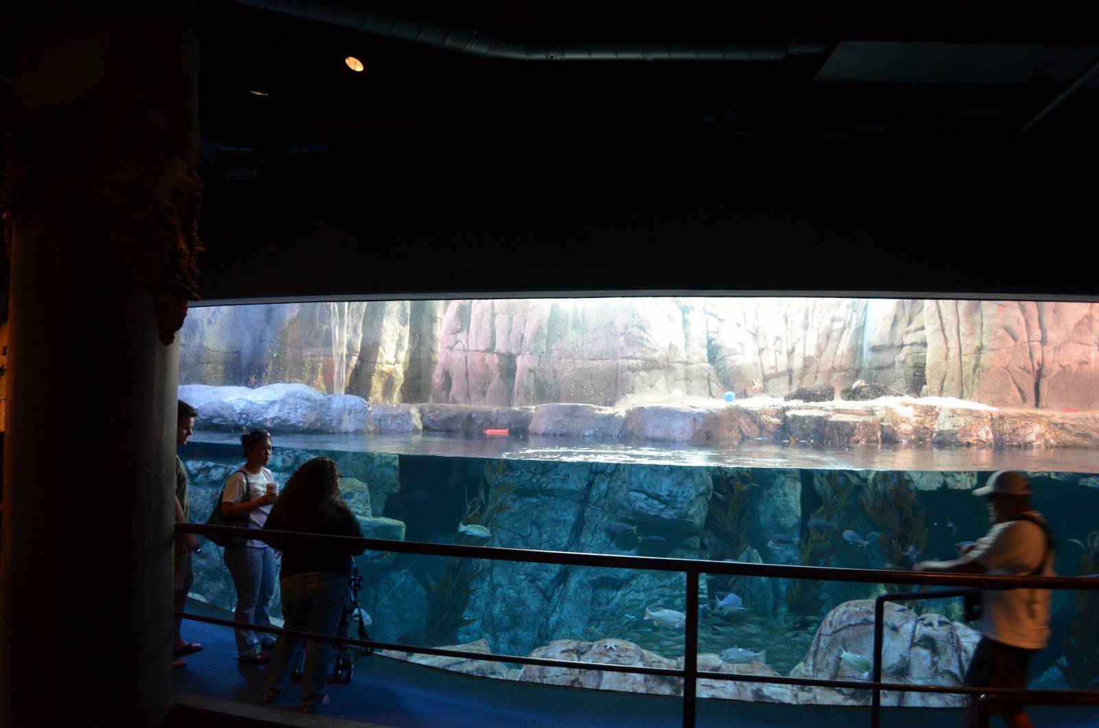 Sea Otter Habitat