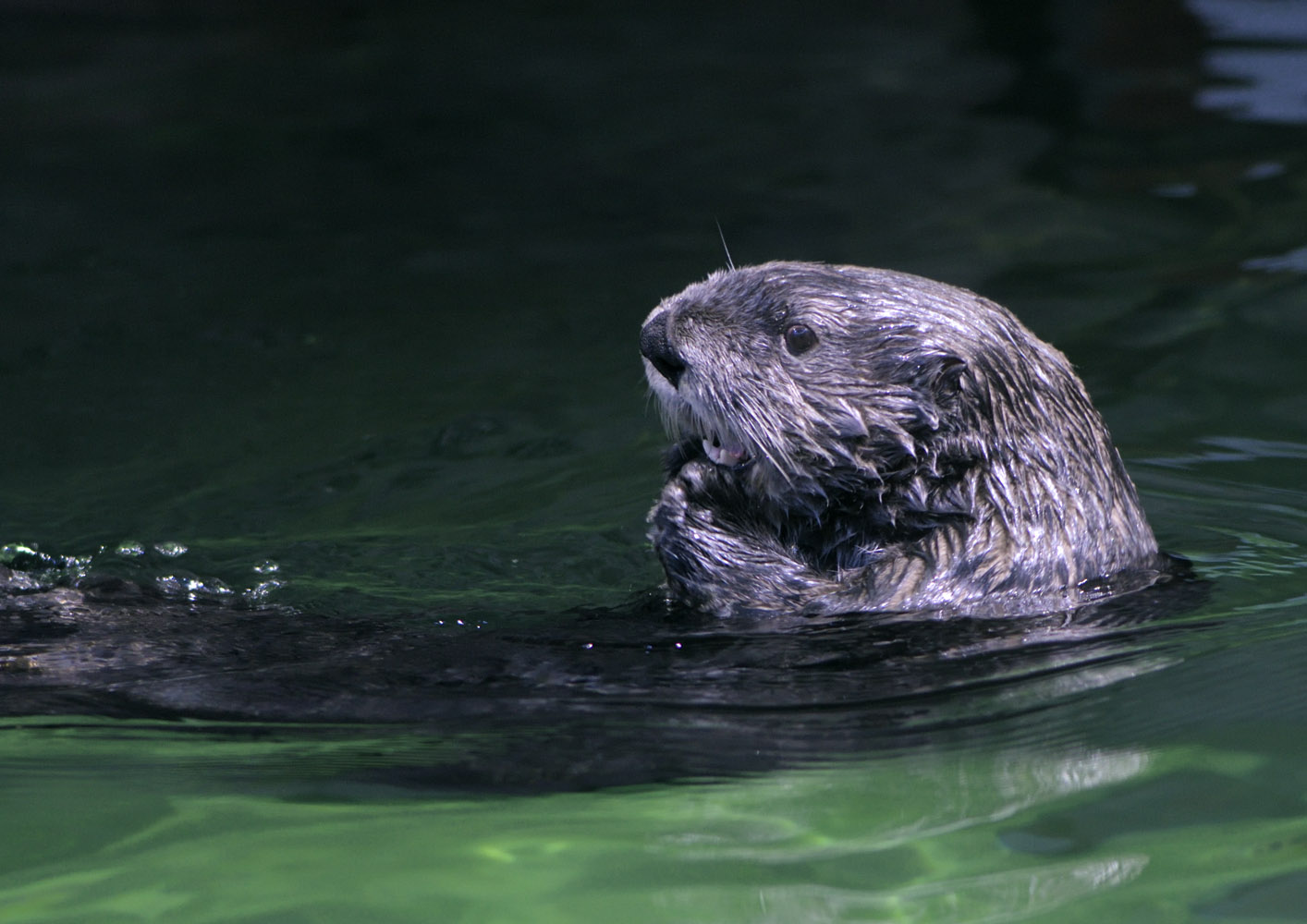 Sea otter in classic pose