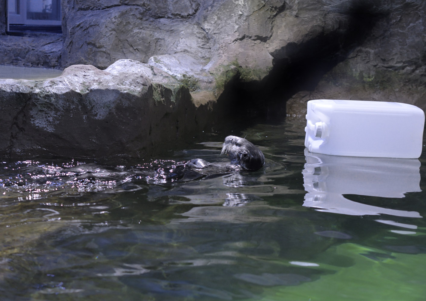 Sea otter in exhibit