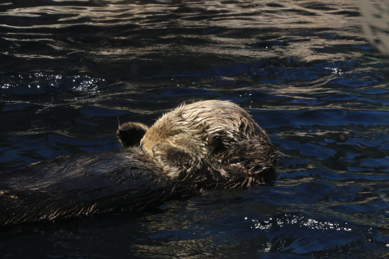 Sea otter (June 2019)