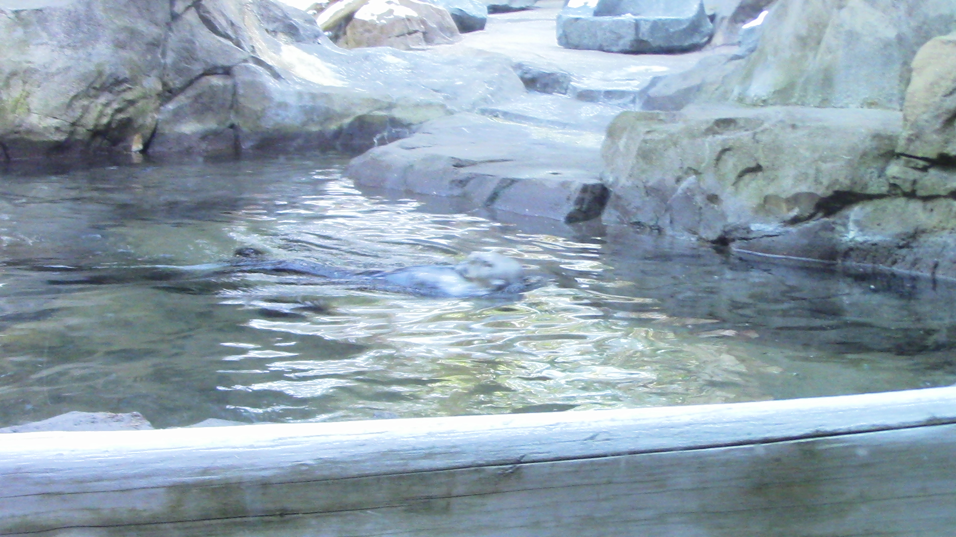 Sea otter-Minnesota Zoo-Nov 13