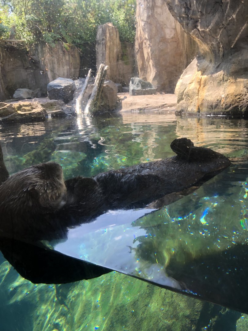 Sea otter-Minnesota zoo