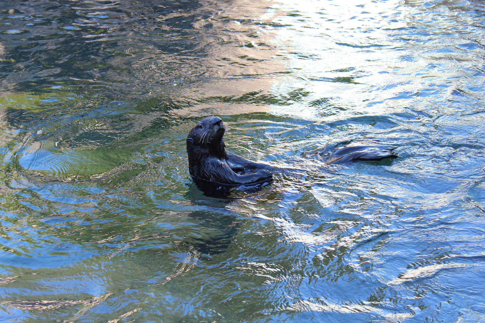 Sea Otter - Nov 2014