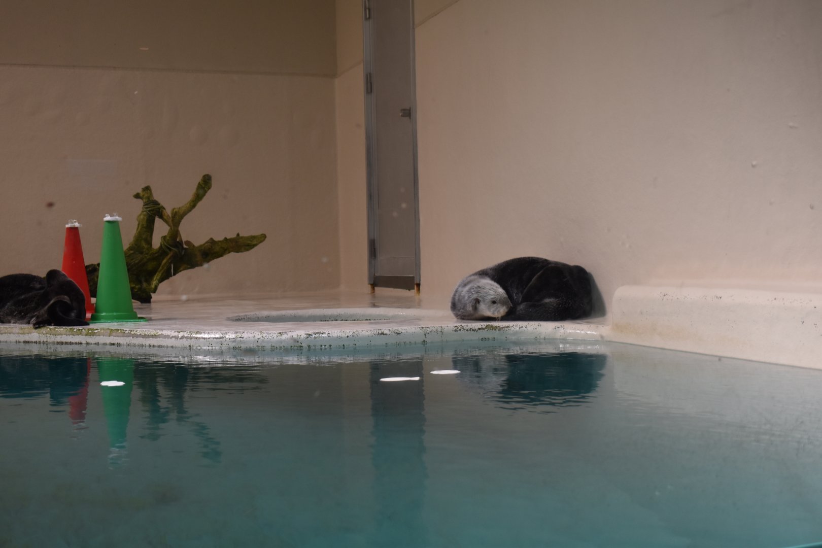 Sea Otter ~ October 28th 2022