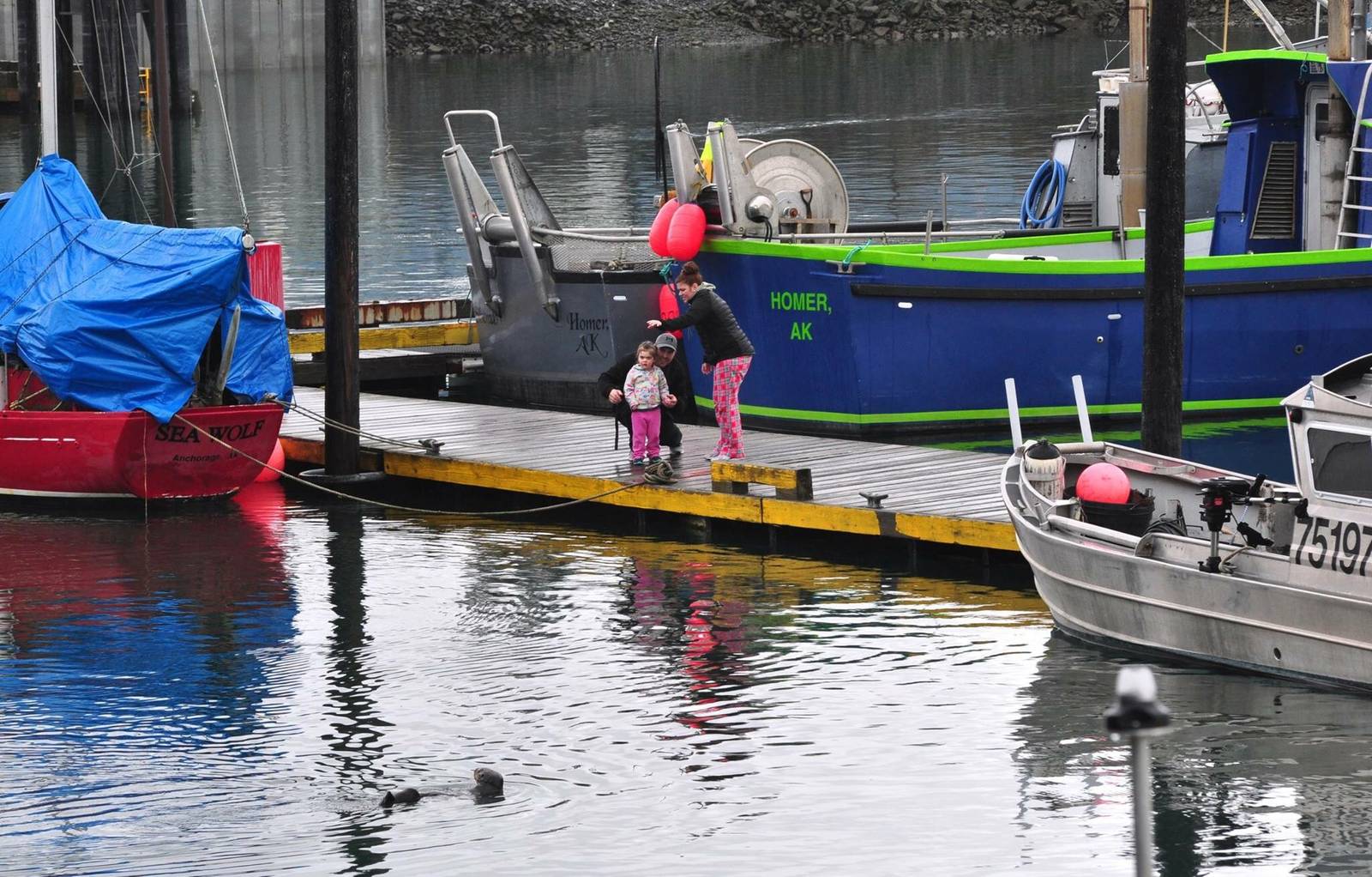 Sea Otter off the docks - Alaska