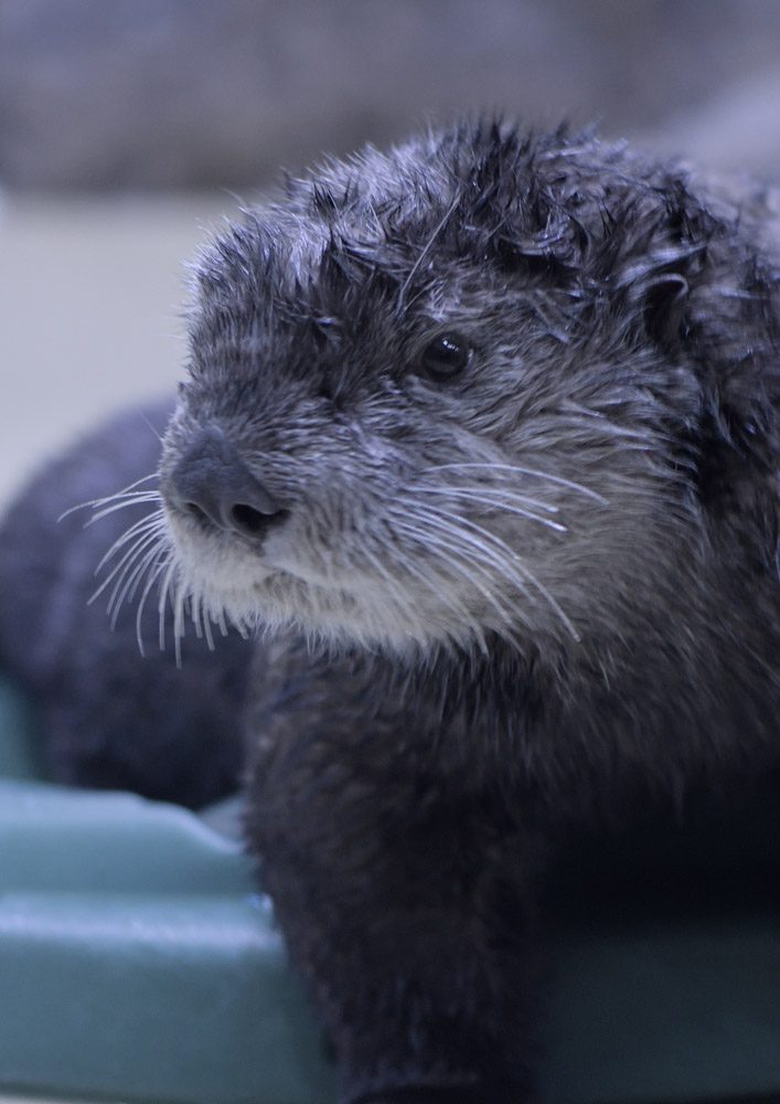 Sea otter on dry land
