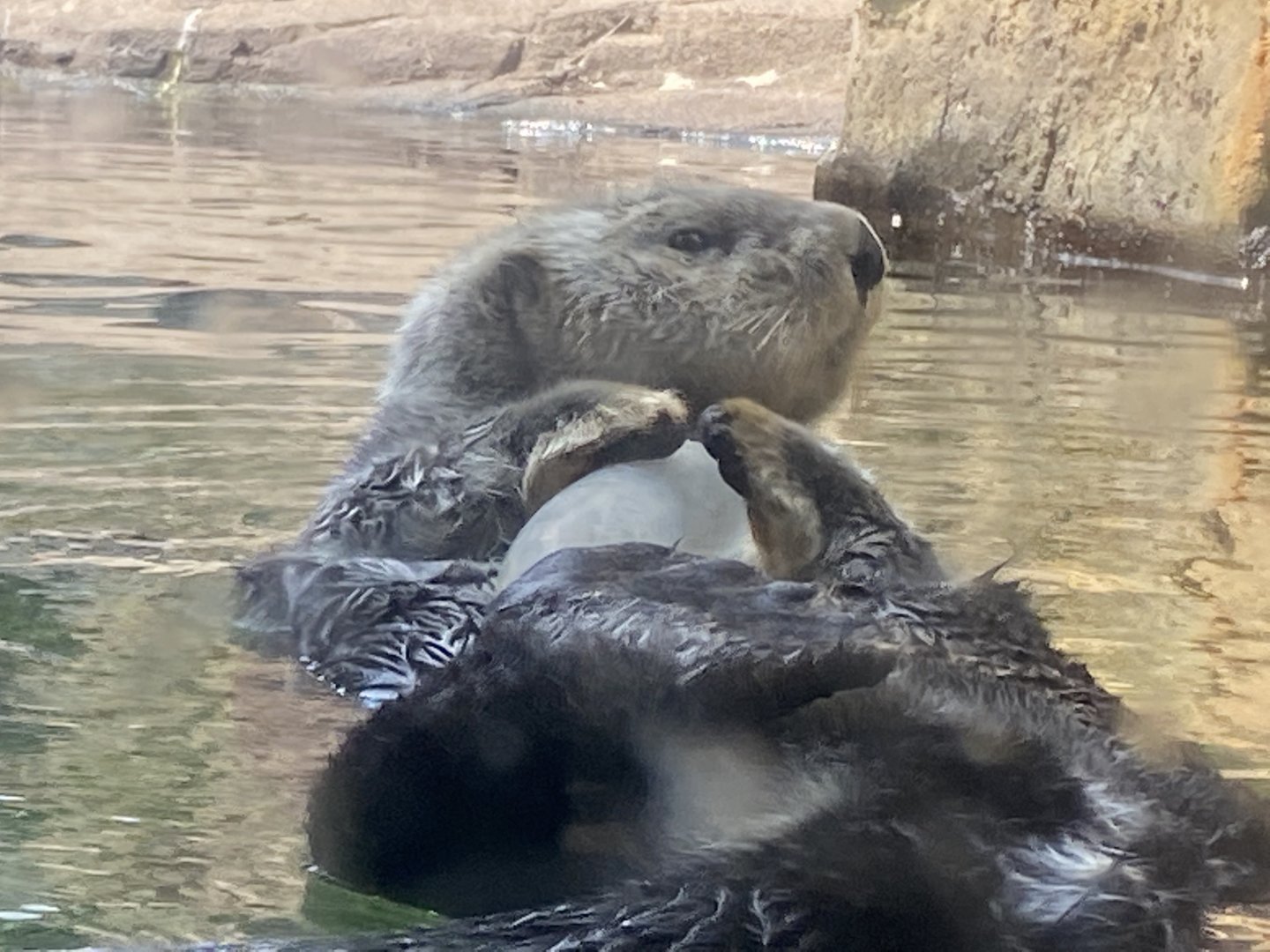 Sea Otter Playing with Pipe Enrichment