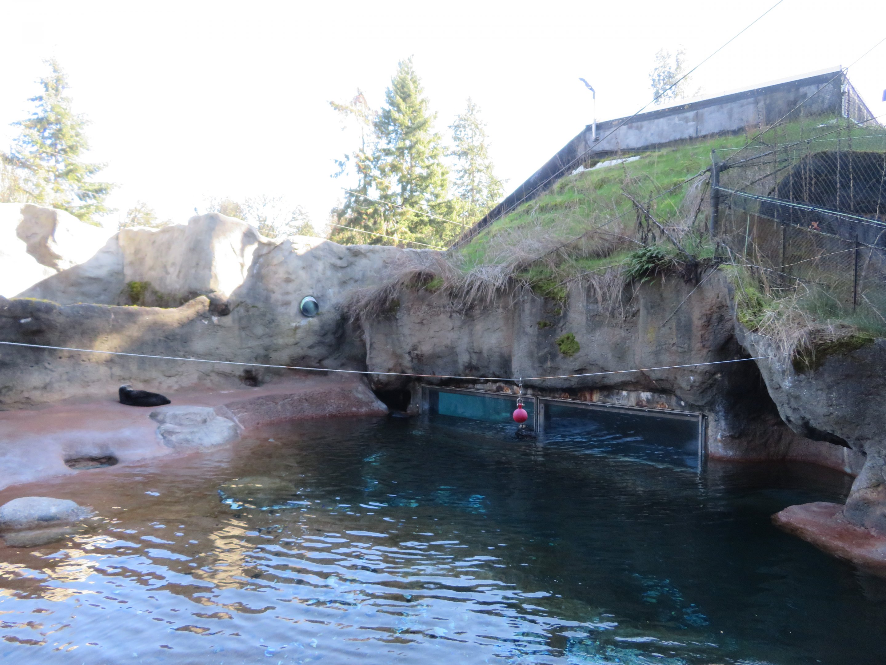 Sea Otter Pool